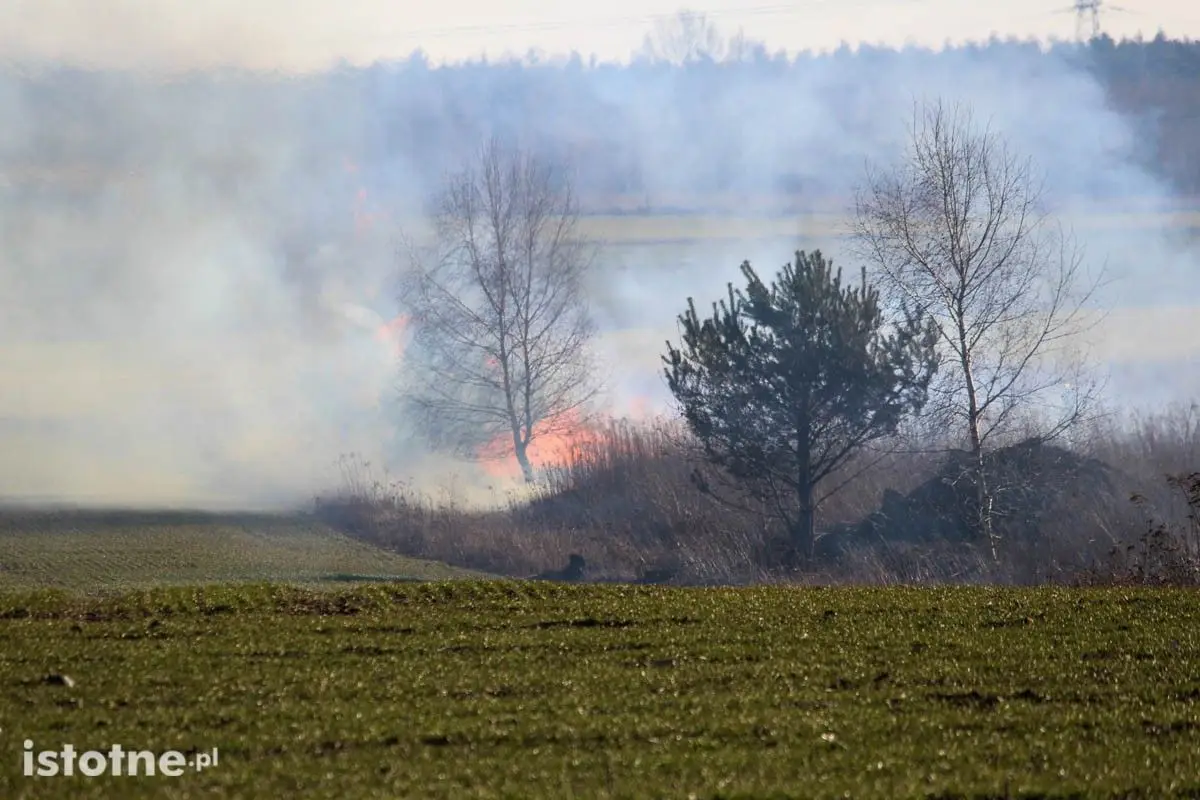 Pożar nieużytków koło Łazisk