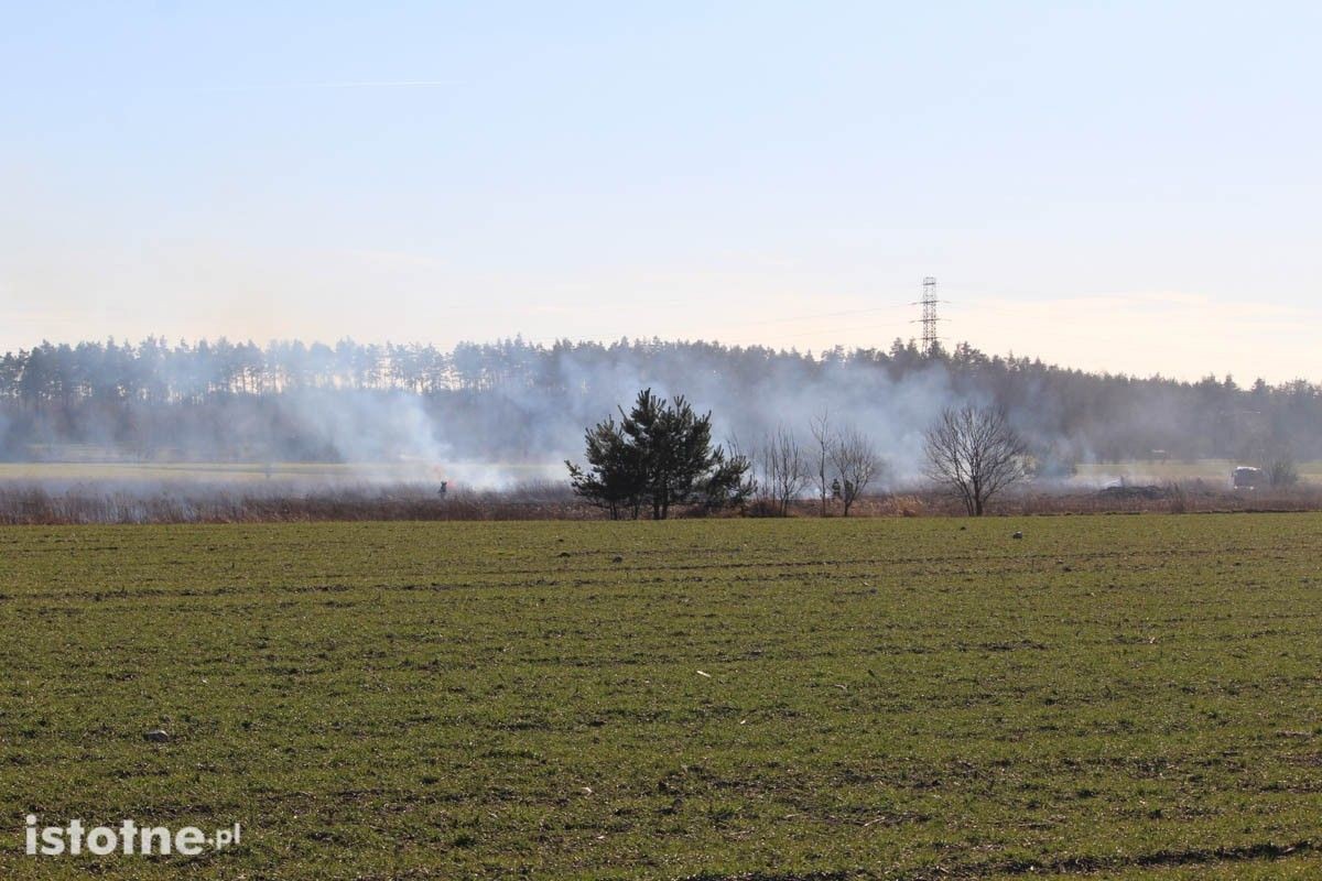 Pożar nieużytków koło Łazisk