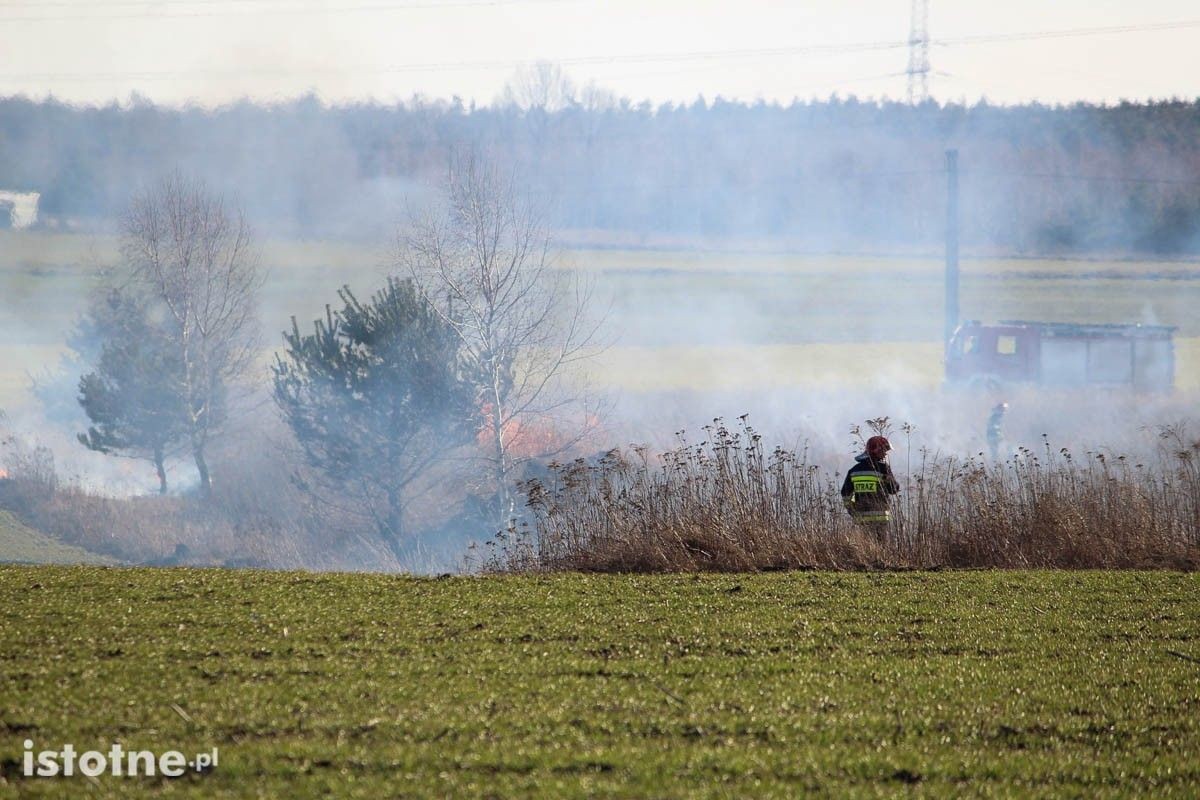Pożar nieużytków koło Łazisk