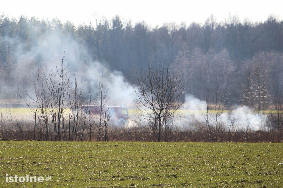Pożar nieużytków koło Łazisk