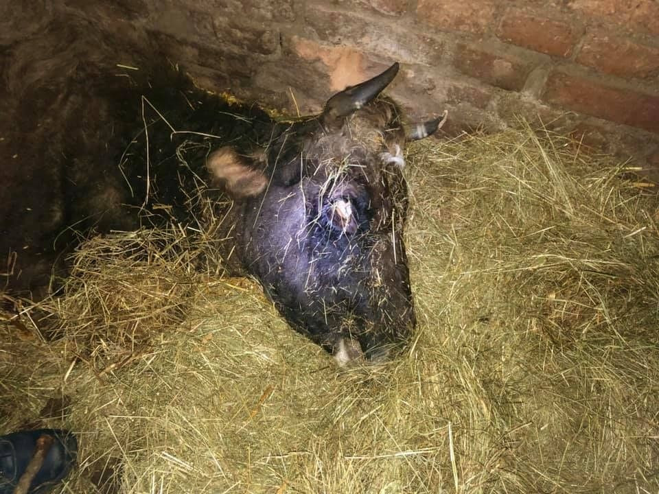 Horror w gospodarstwie. Niepełnosprawne dzieci wśród zwłok zwierząt