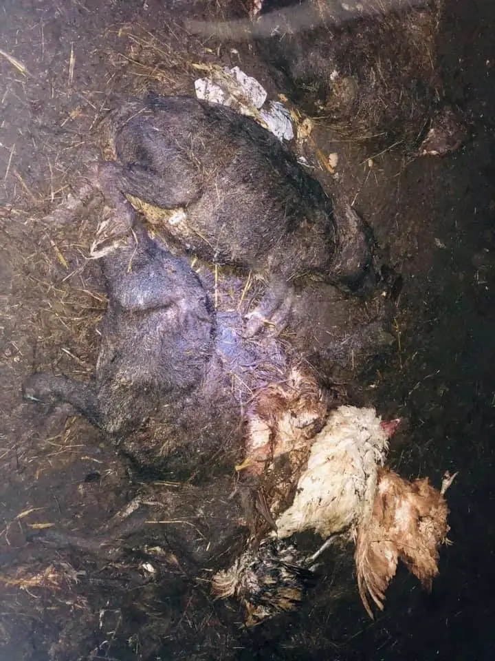 Horror w gospodarstwie. Niepełnosprawne dzieci wśród zwłok zwierząt