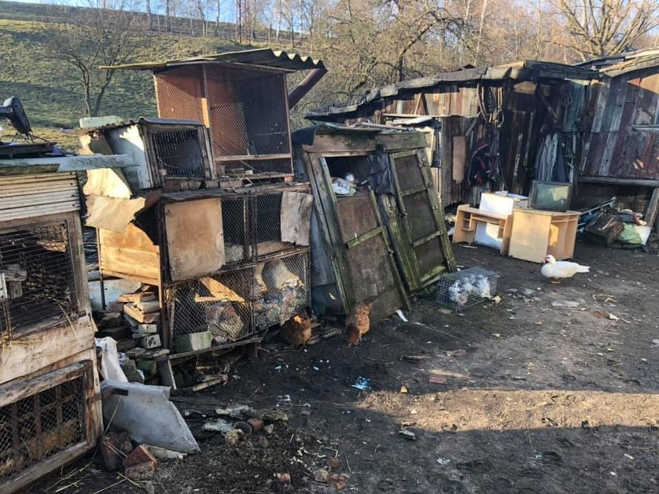 Horror w gospodarstwie. Niepełnosprawne dzieci wśród zwłok zwierząt