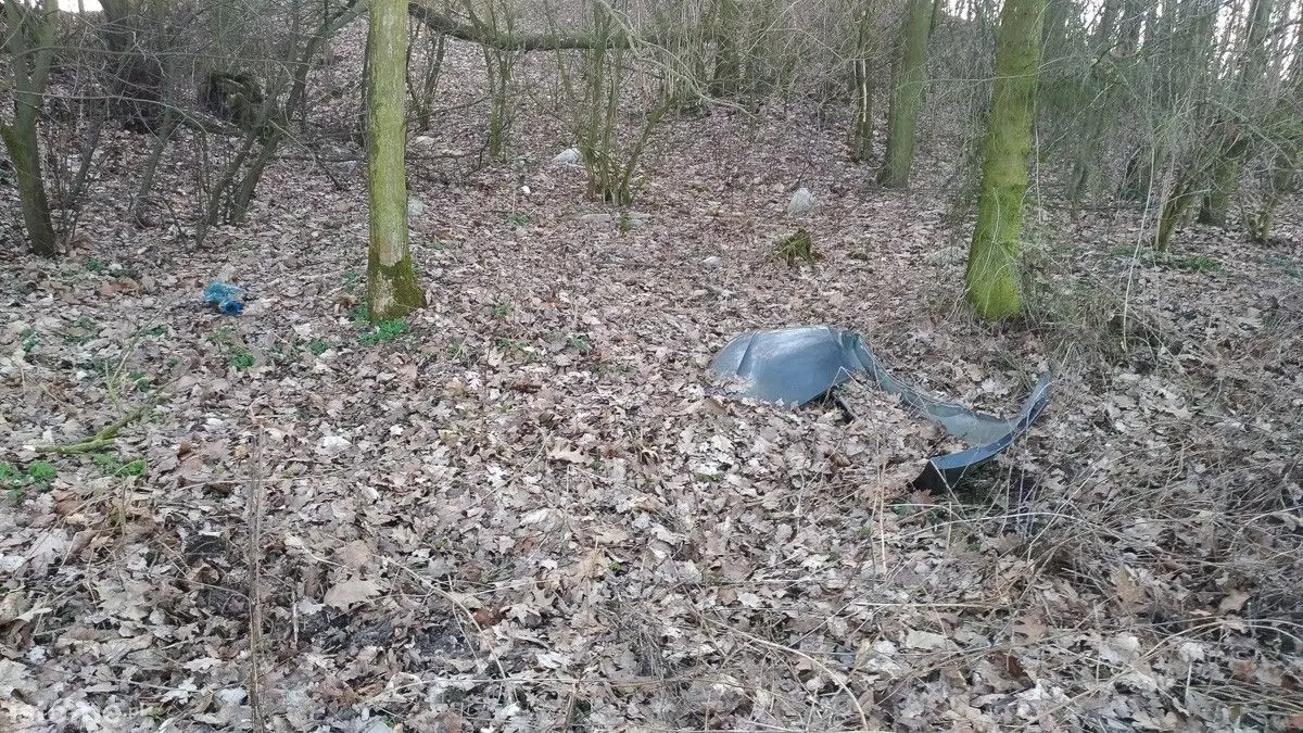 Syf w lasku pod Bolesławcem
