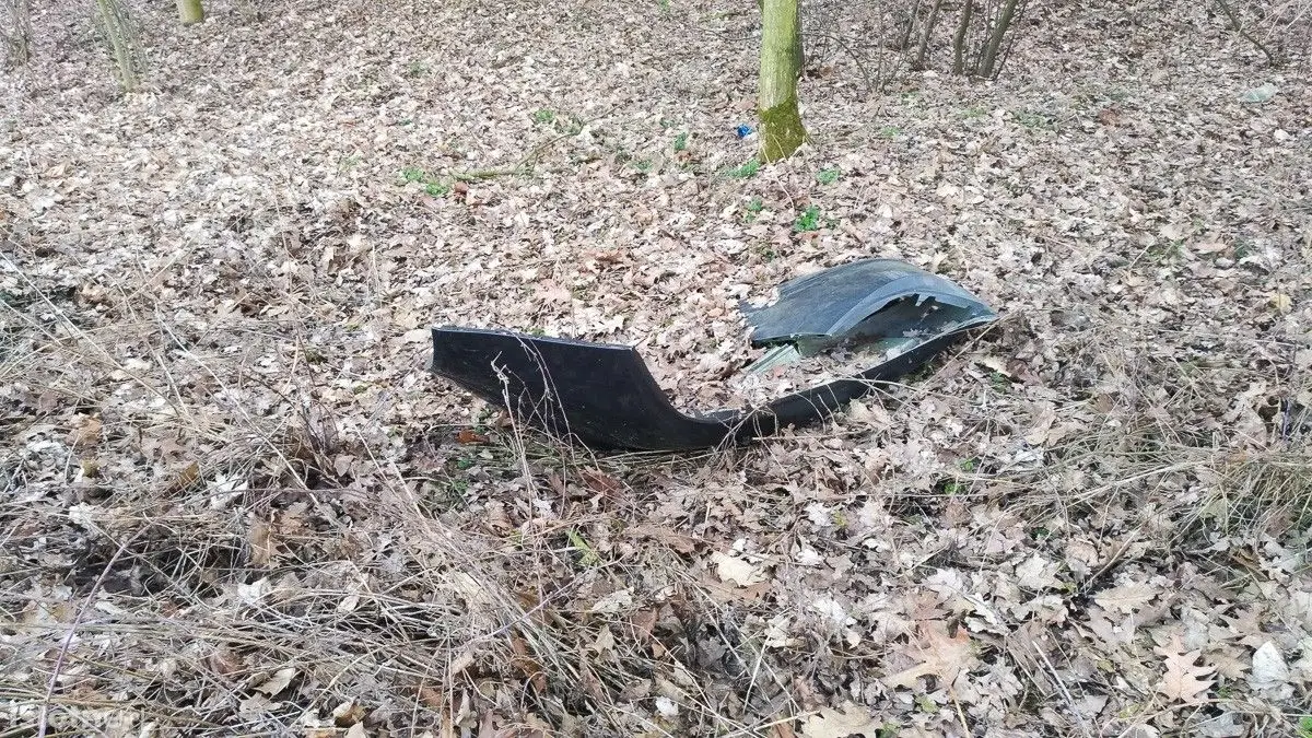 Syf w lasku pod Bolesławcem
