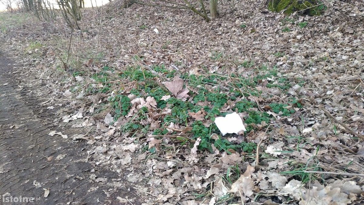 Syf w lasku pod Bolesławcem