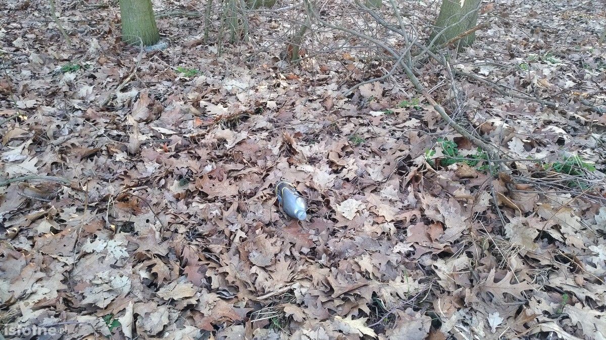 Syf w lasku pod Bolesławcem