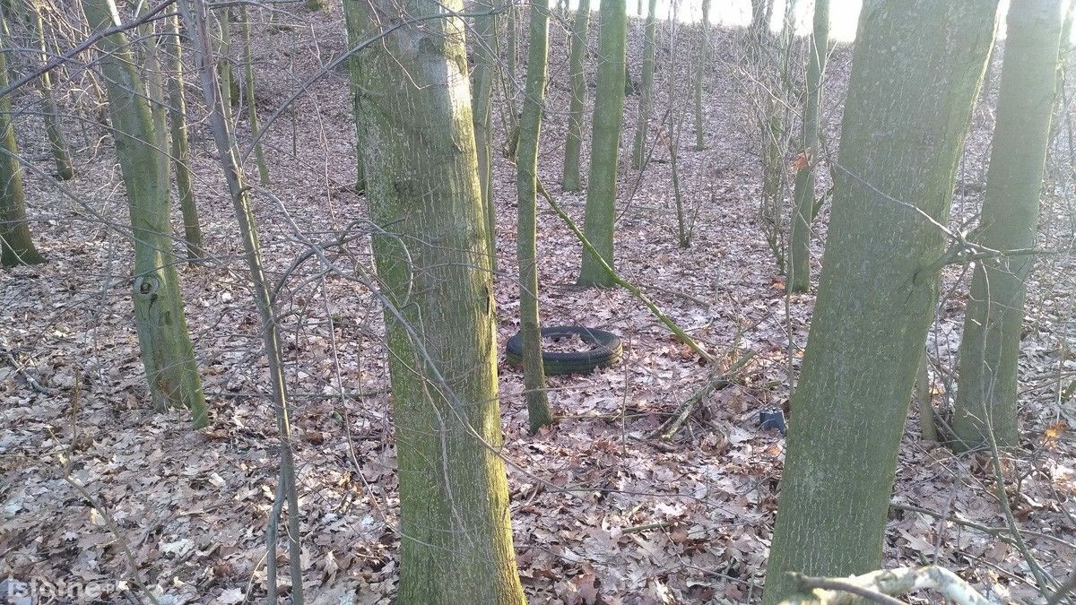 Syf w lasku pod Bolesławcem