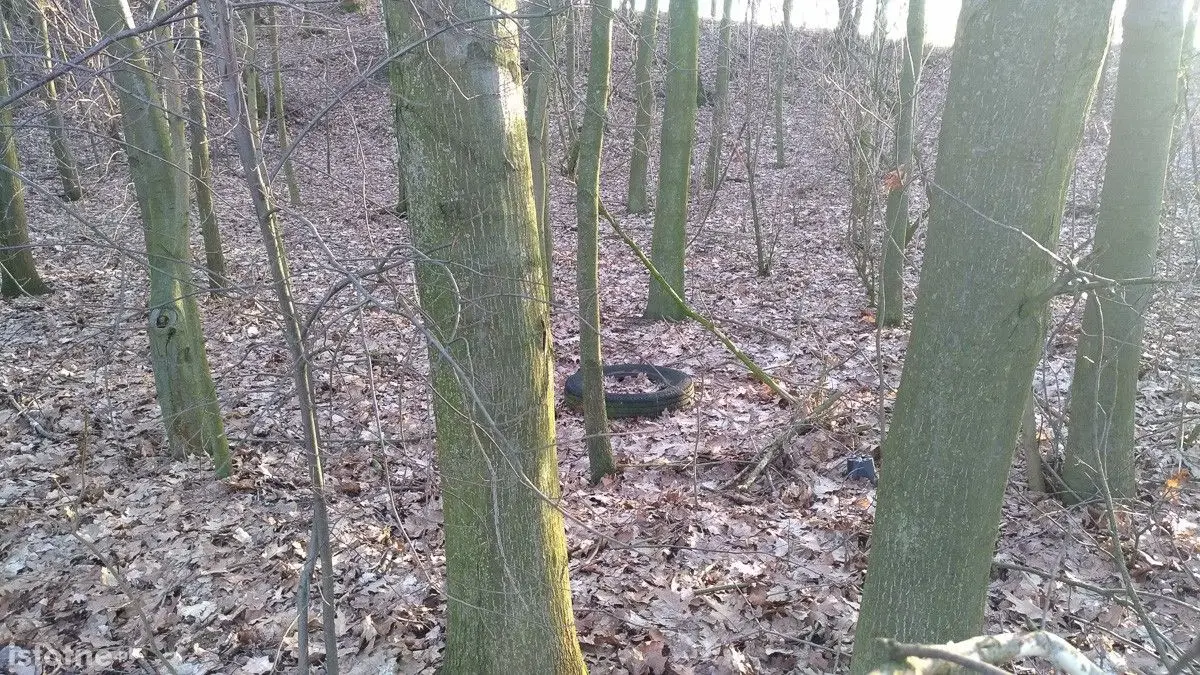 Syf w lasku pod Bolesławcem