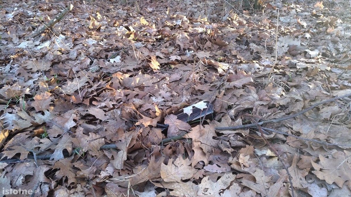 Syf w lasku pod Bolesławcem