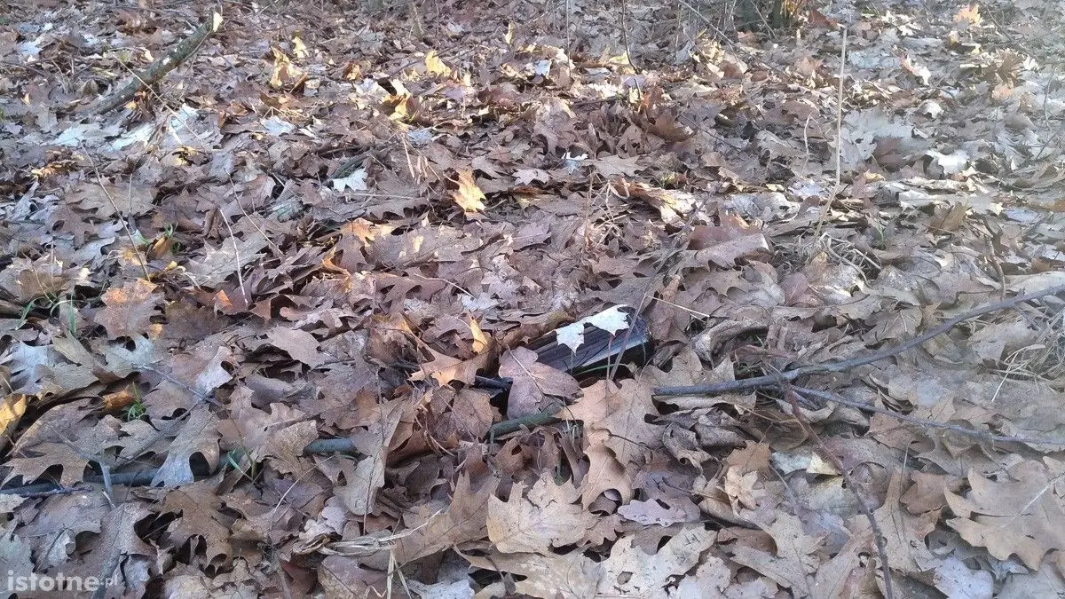 Syf w lasku pod Bolesławcem