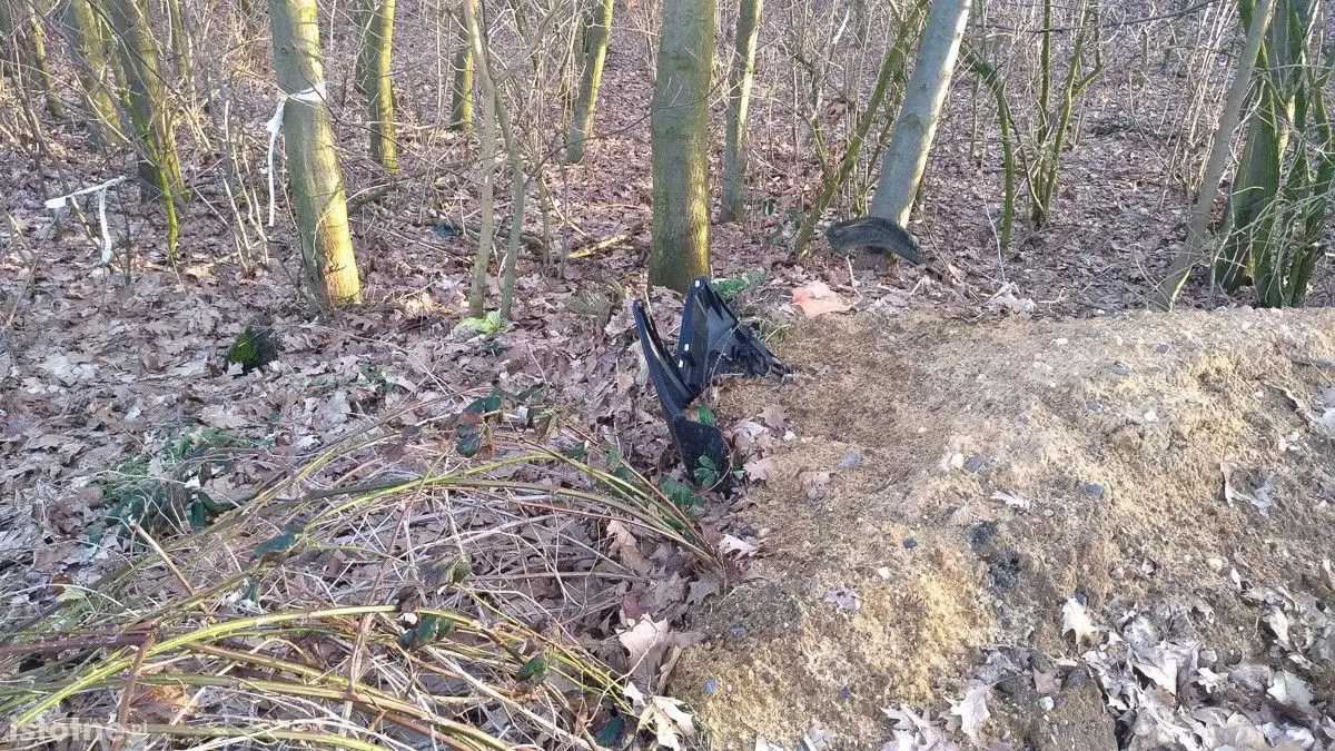 Syf w lasku pod Bolesławcem