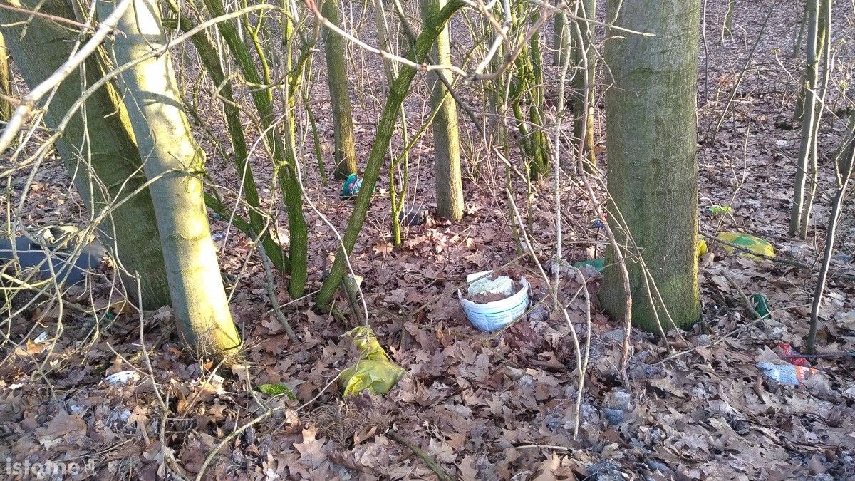 Syf w lasku pod Bolesławcem