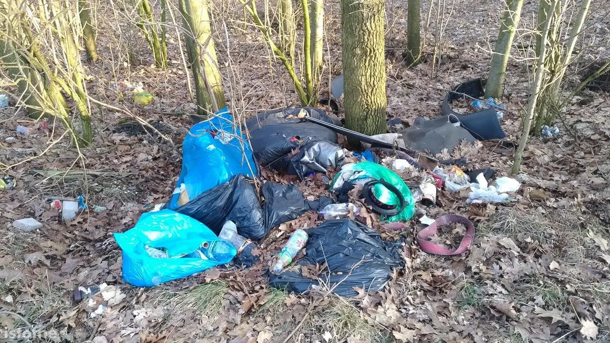 Syf w lasku pod Bolesławcem