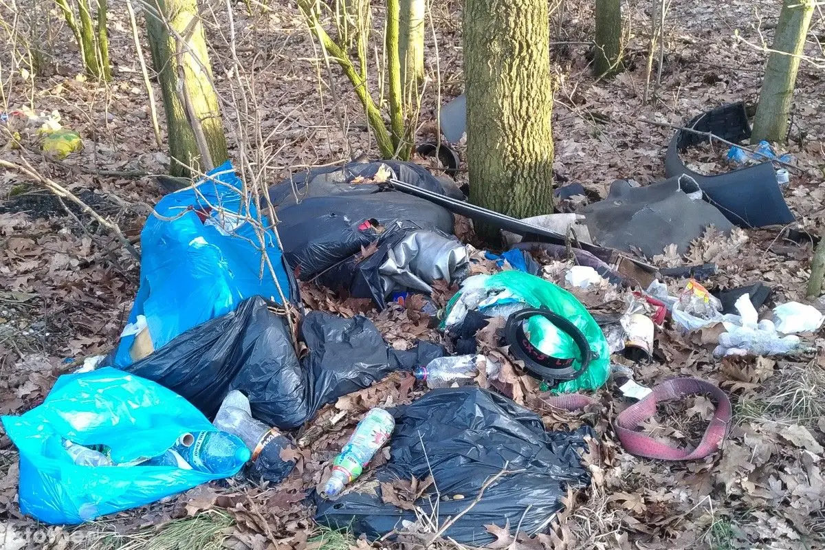 Syf w lasku pod Bolesławcem