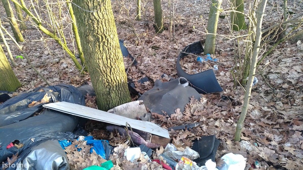 Syf w lasku pod Bolesławcem