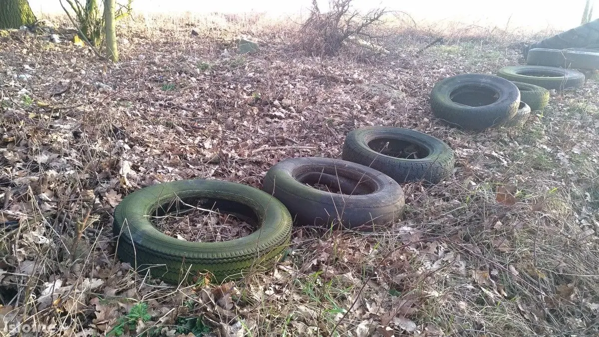 Syf w lasku pod Bolesławcem
