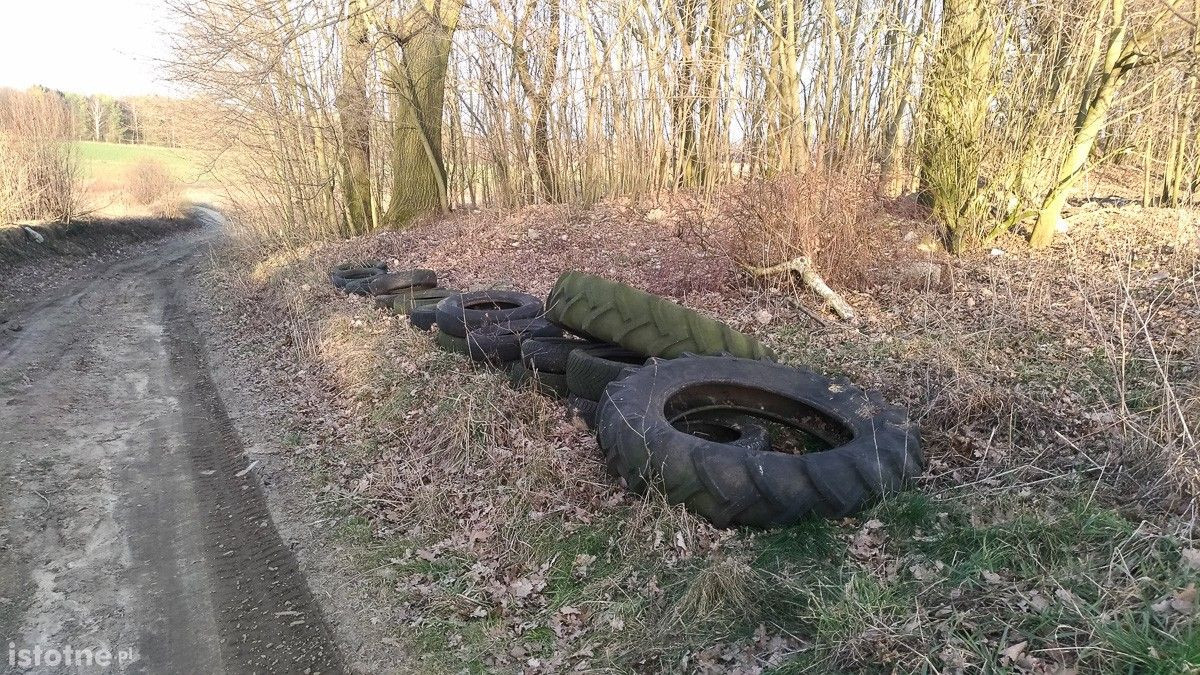 Syf w lasku pod Bolesławcem
