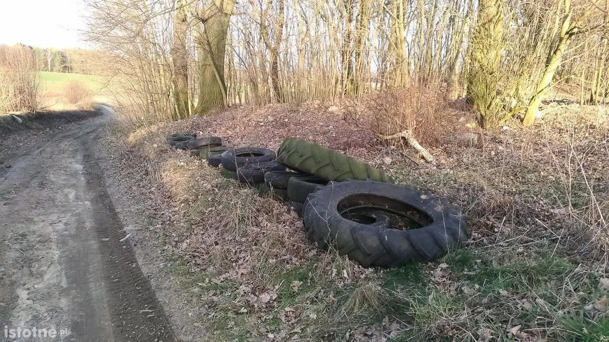 Syf w lasku pod Bolesławcem