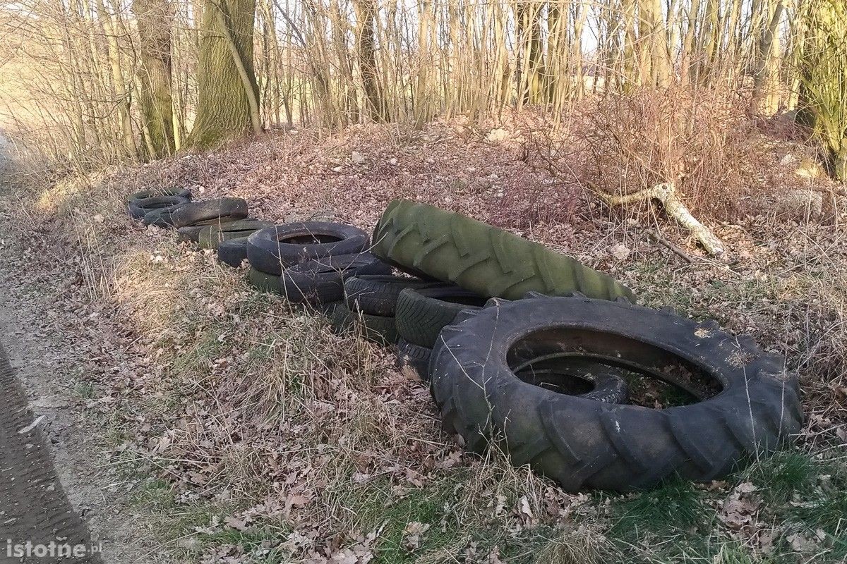 Syf w lasku pod Bolesławcem