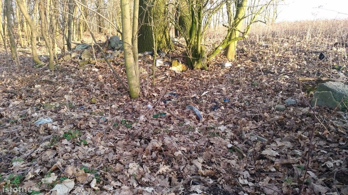 Syf w lasku pod Bolesławcem