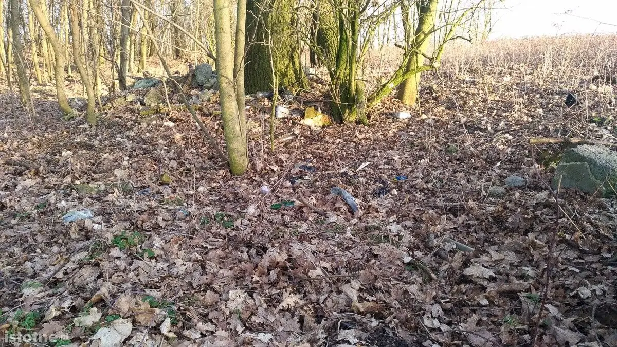 Syf w lasku pod Bolesławcem