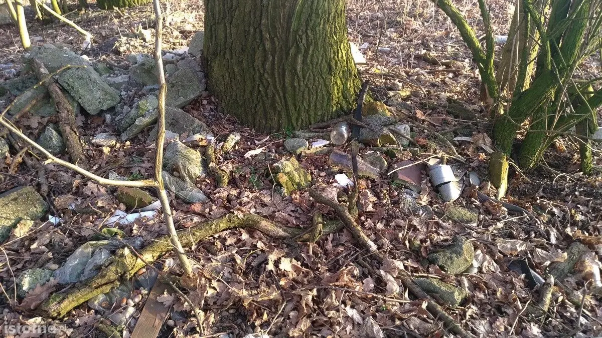 Syf w lasku pod Bolesławcem
