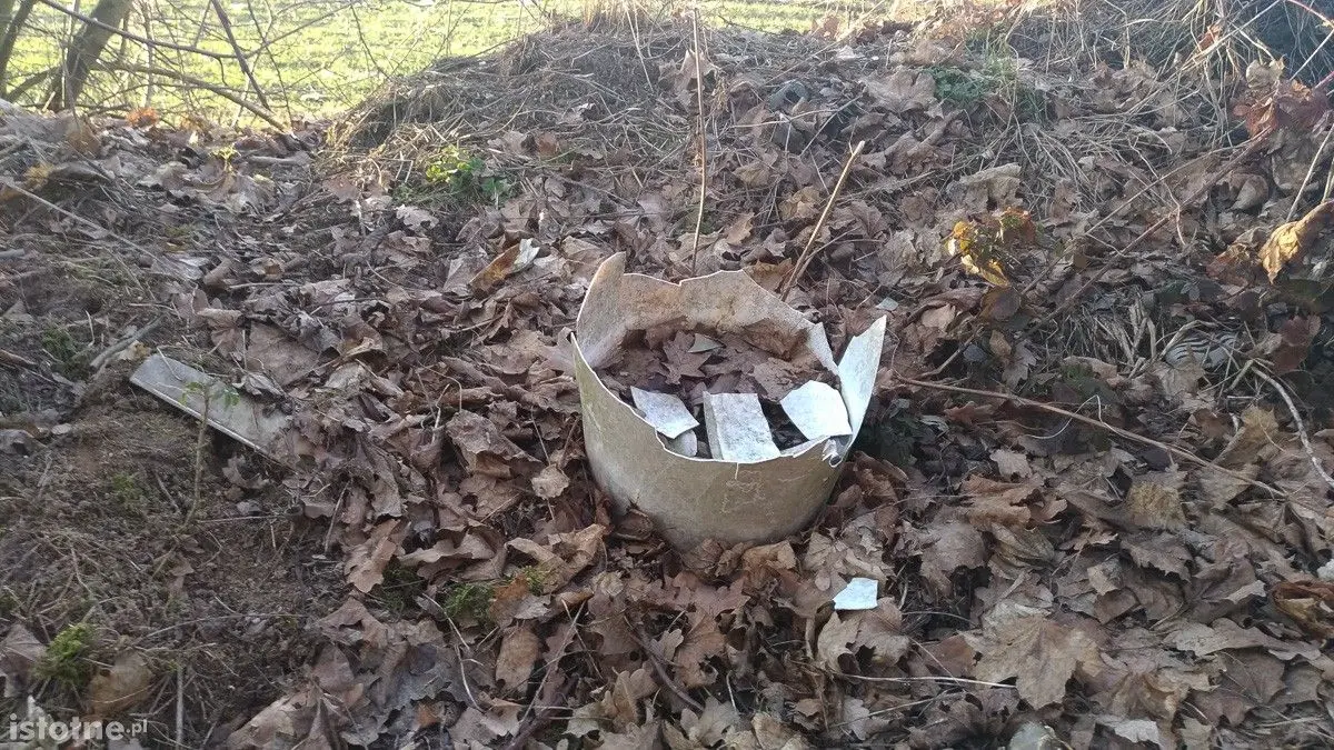 Syf w lasku pod Bolesławcem