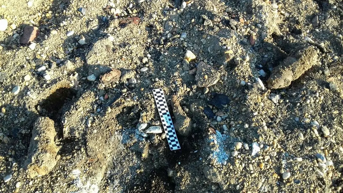 Czwartkowa akcja saperów