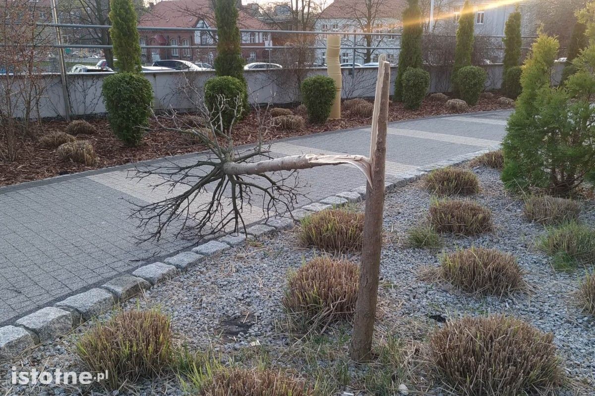 Ścięte drzewka i krzew koło BOK-MCC