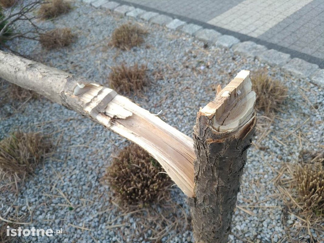 Ścięte drzewka i krzew koło BOK-MCC