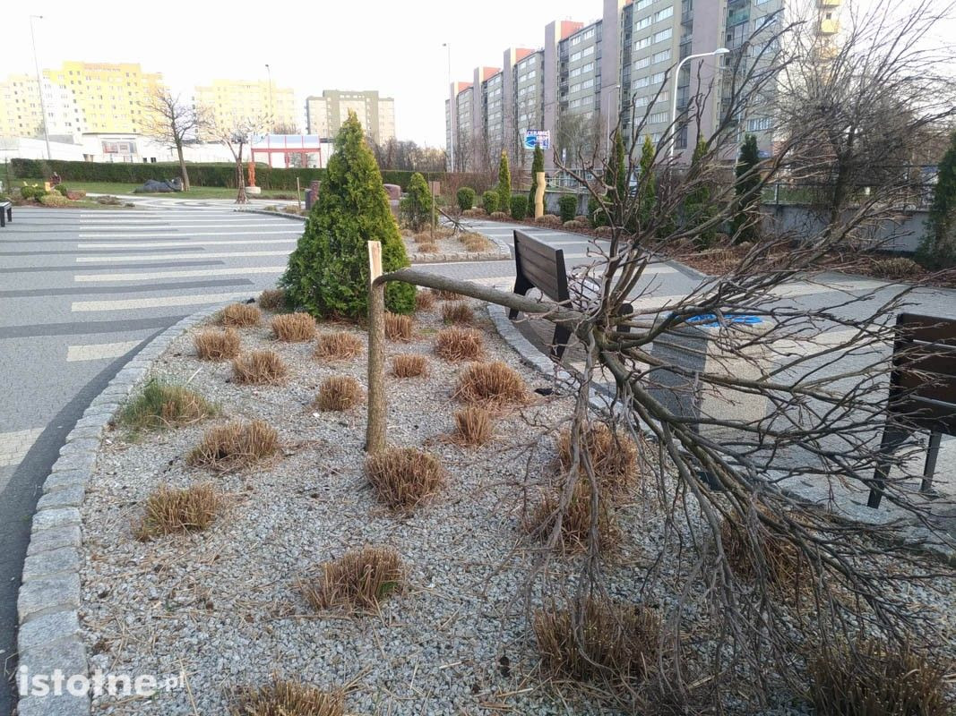Ścięte drzewka i krzew koło BOK-MCC