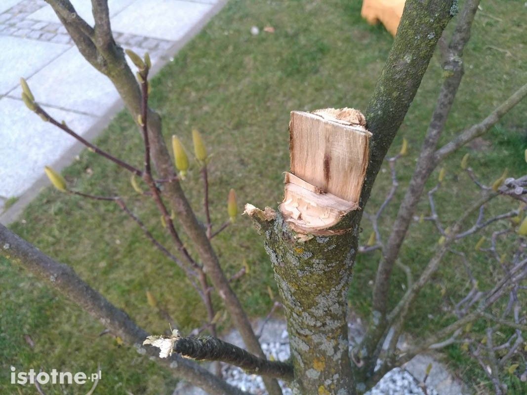Ścięte drzewka i krzew koło BOK-MCC