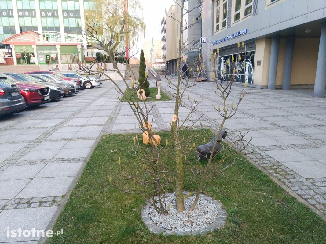 Ścięte drzewka i krzew koło BOK-MCC