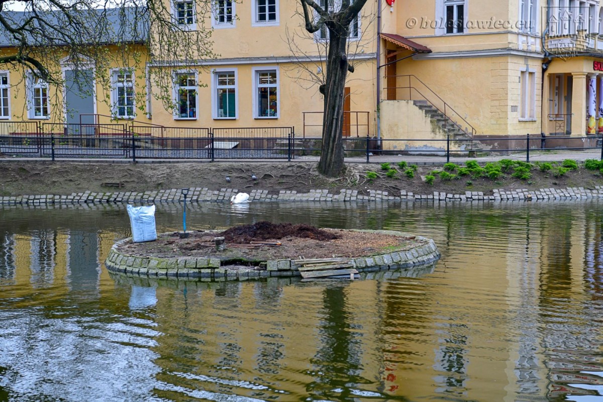 Wiosennie na plantach: nowa wierzba na wysepce, łabędzica wysiaduje jaja