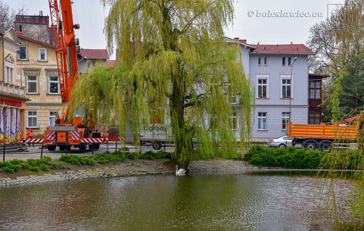 Wiosennie na plantach: nowa wierzba na wysepce, łabędzica wysiaduje jaja