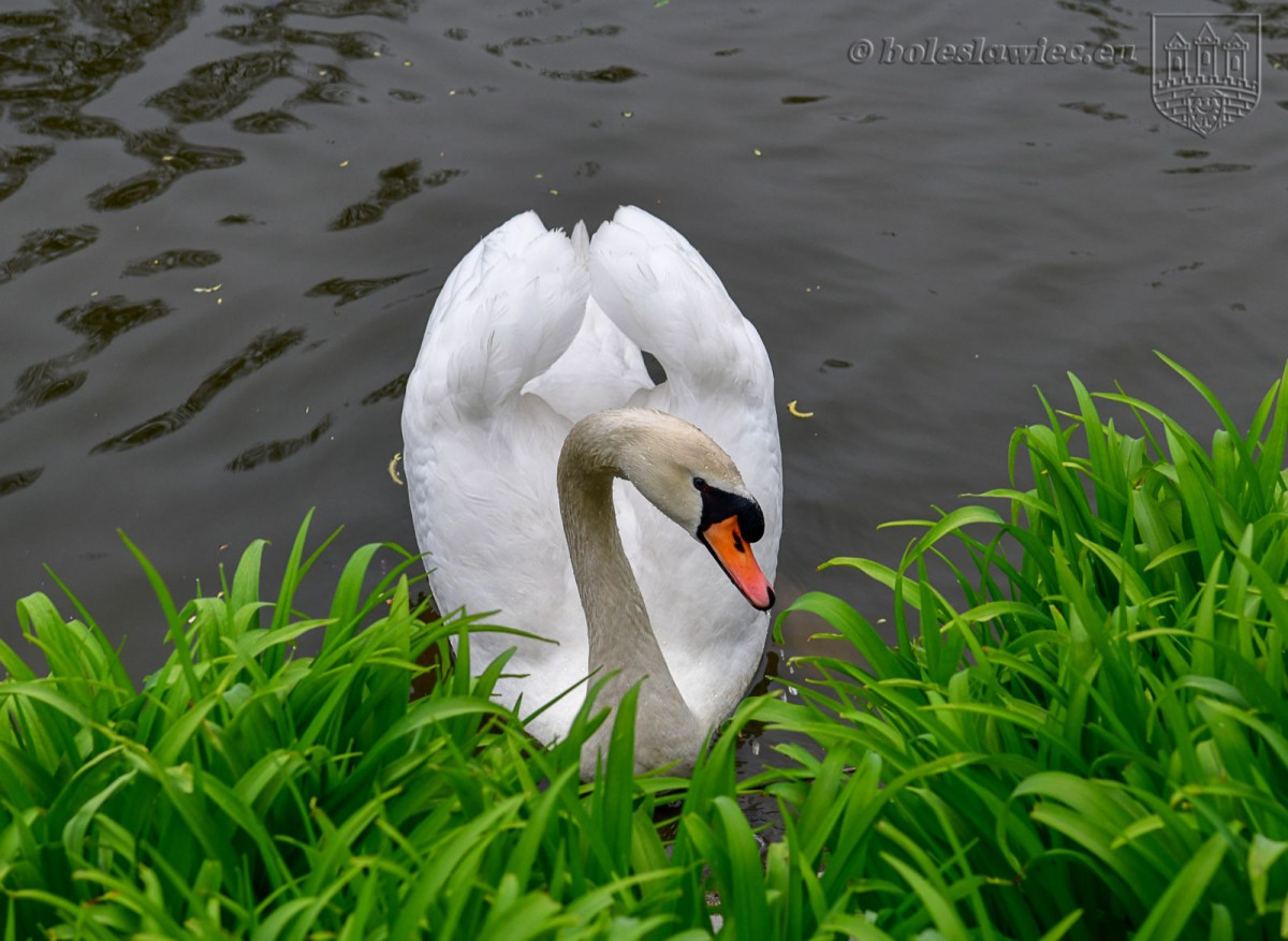 Wiosennie na plantach: nowa wierzba na wysepce, łabędzica wysiaduje jaja