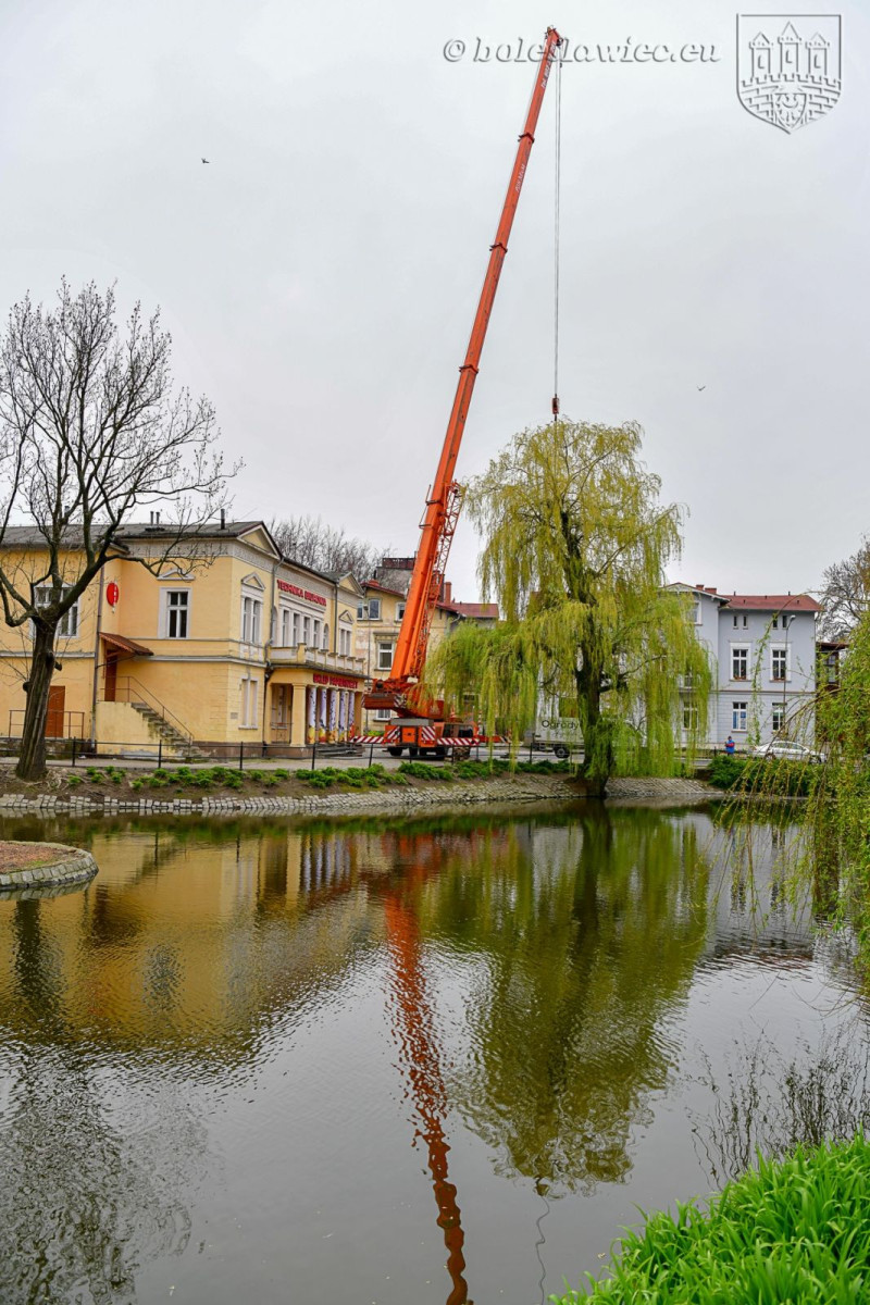 Wiosennie na plantach: nowa wierzba na wysepce, łabędzica wysiaduje jaja