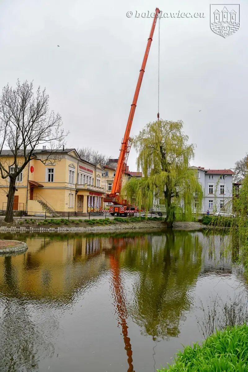 Wiosennie na plantach: nowa wierzba na wysepce, łabędzica wysiaduje jaja