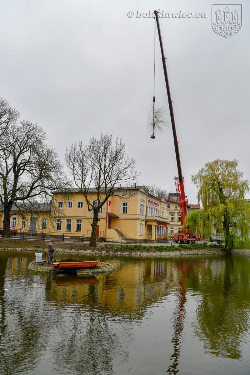 Wiosennie na plantach: nowa wierzba na wysepce, łabędzica wysiaduje jaja