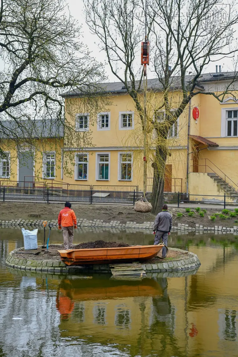Wiosennie na plantach: nowa wierzba na wysepce, łabędzica wysiaduje jaja