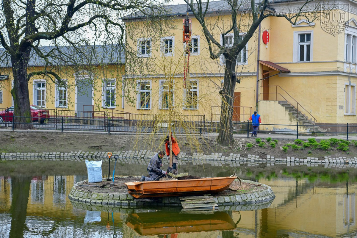 Wiosennie na plantach: nowa wierzba na wysepce, łabędzica wysiaduje jaja