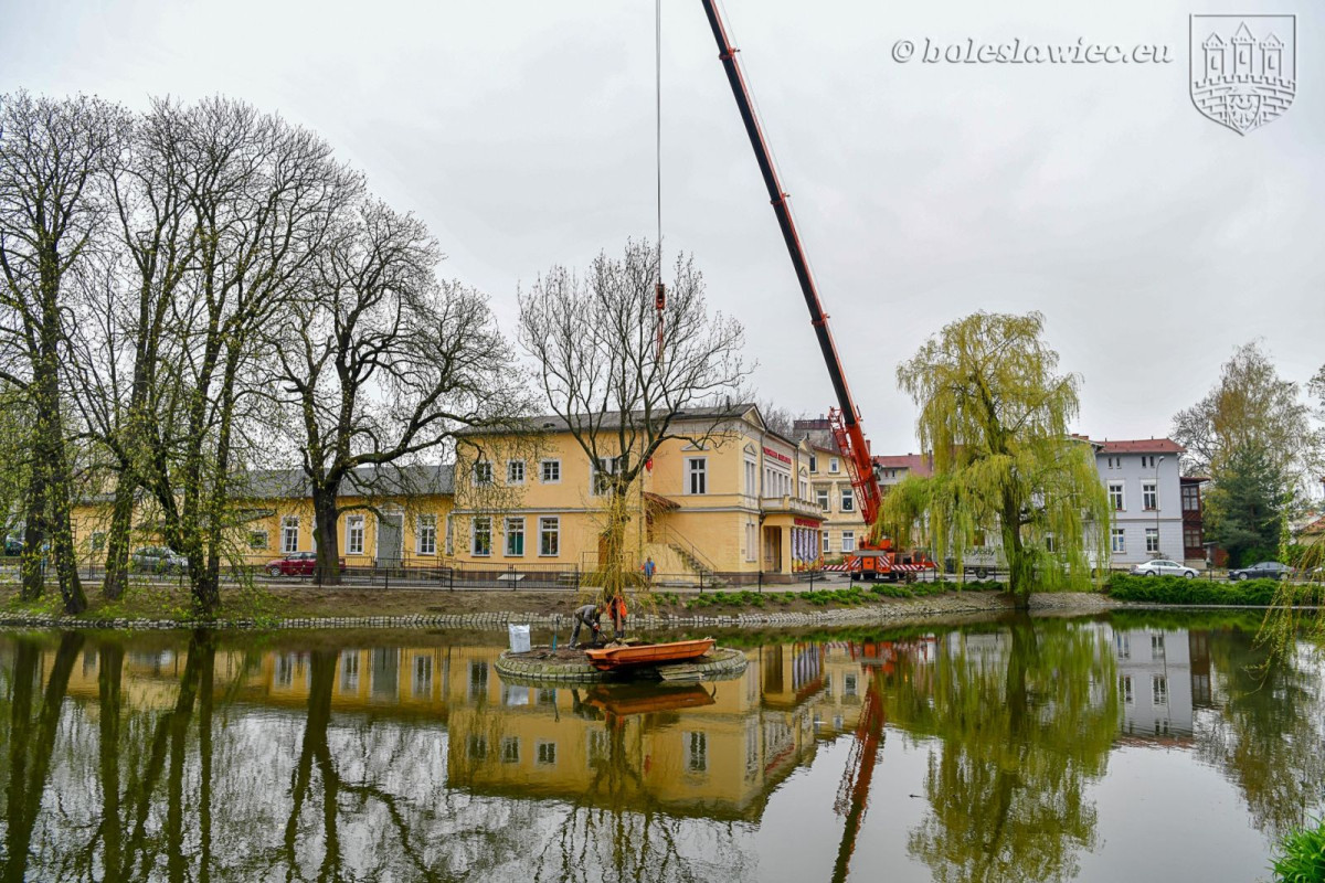 Wiosennie na plantach: nowa wierzba na wysepce, łabędzica wysiaduje jaja
