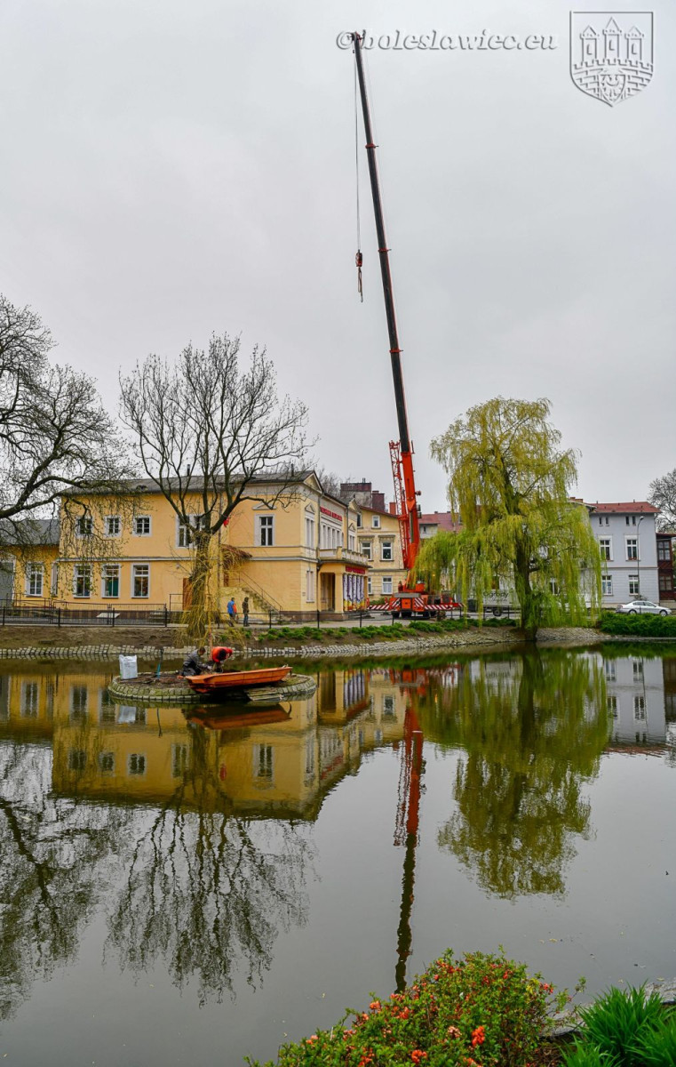 Wiosennie na plantach: nowa wierzba na wysepce, łabędzica wysiaduje jaja