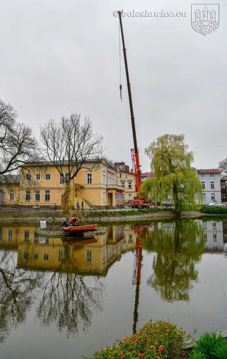 Wiosennie na plantach: nowa wierzba na wysepce, łabędzica wysiaduje jaja