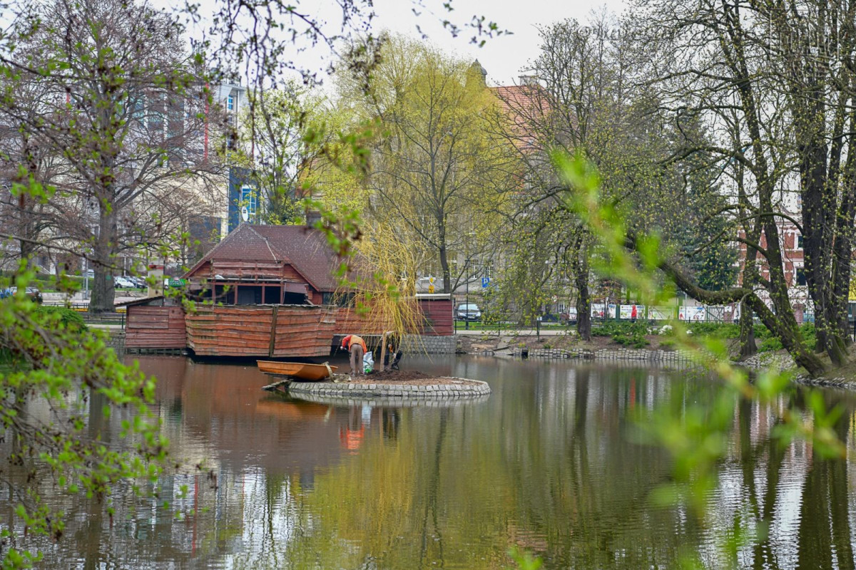 Wiosennie na plantach: nowa wierzba na wysepce, łabędzica wysiaduje jaja