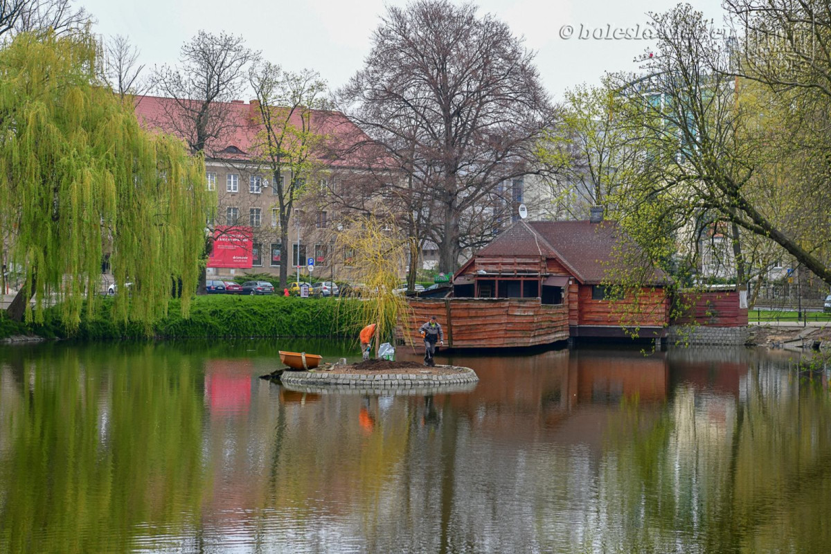 Wiosennie na plantach: nowa wierzba na wysepce, łabędzica wysiaduje jaja