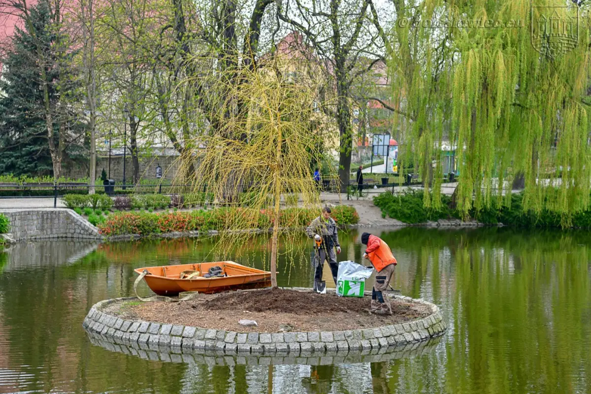 Wiosennie na plantach: nowa wierzba na wysepce, łabędzica wysiaduje jaja