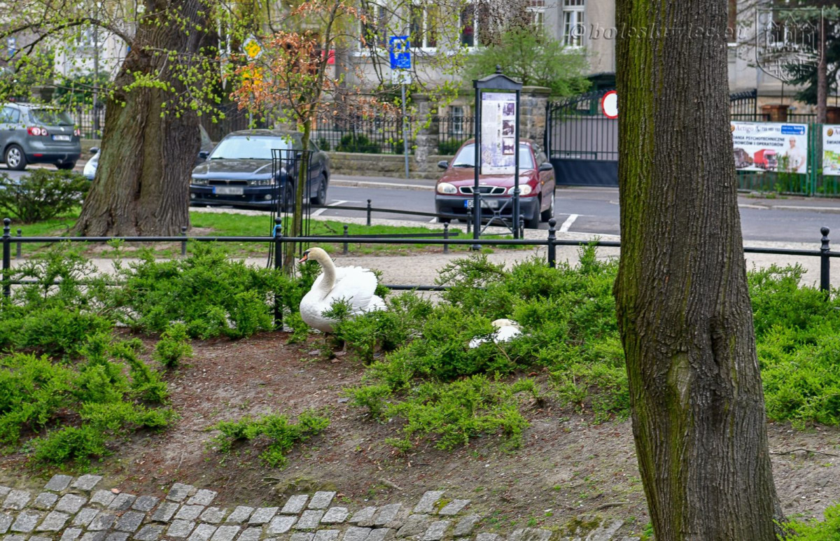 Wiosennie na plantach: nowa wierzba na wysepce, łabędzica wysiaduje jaja