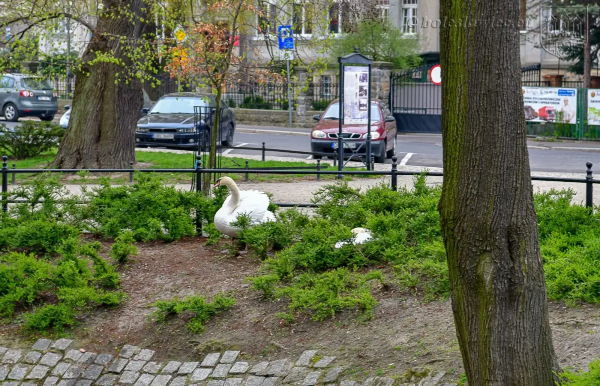 Wiosennie na plantach: nowa wierzba na wysepce, łabędzica wysiaduje jaja